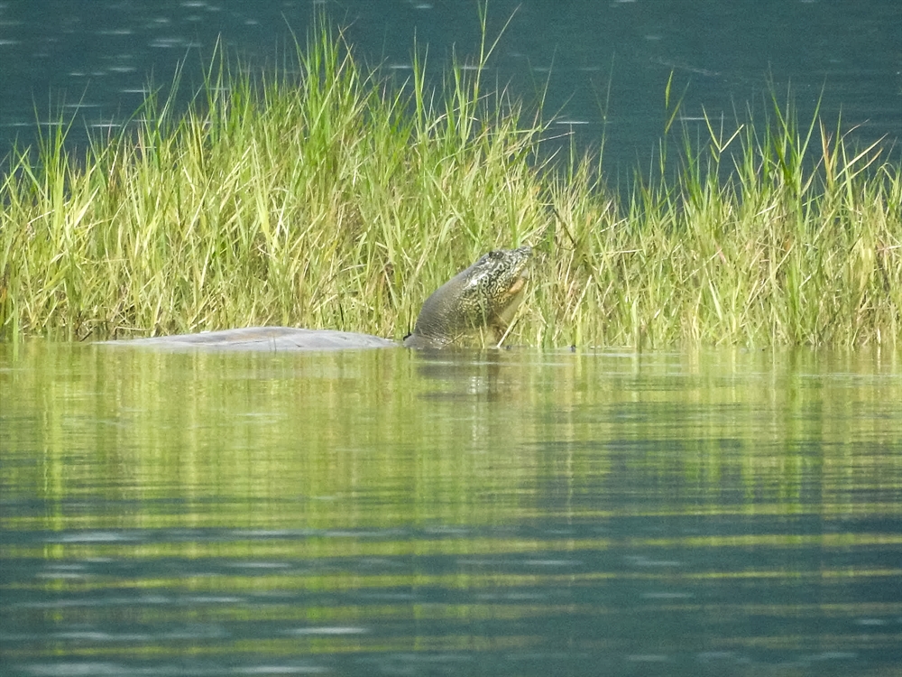 Scientists Develop First Portable eDNA Test Which Is Able to Detect One of the Rarest of the Rare Wildlife Species, a Swinhoe’s Softshell turtle, in a Massive Body of Water